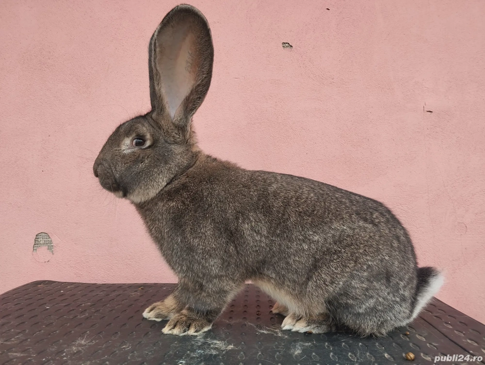 iepuri Uriaș German Gri și California 