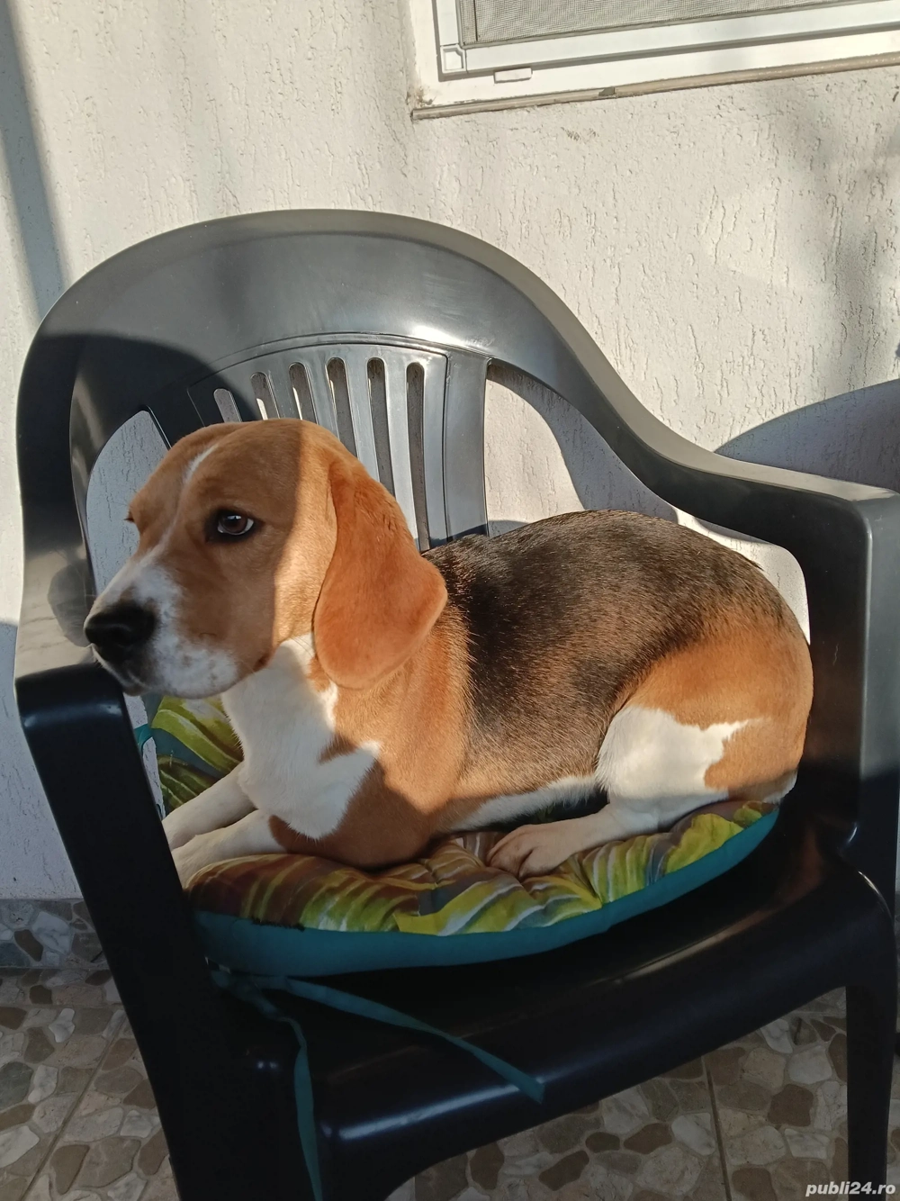 Beagle tricolor fetita