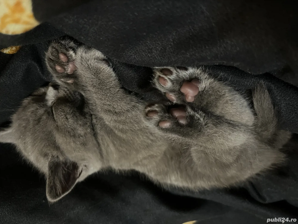 Pisoi British Short Hair