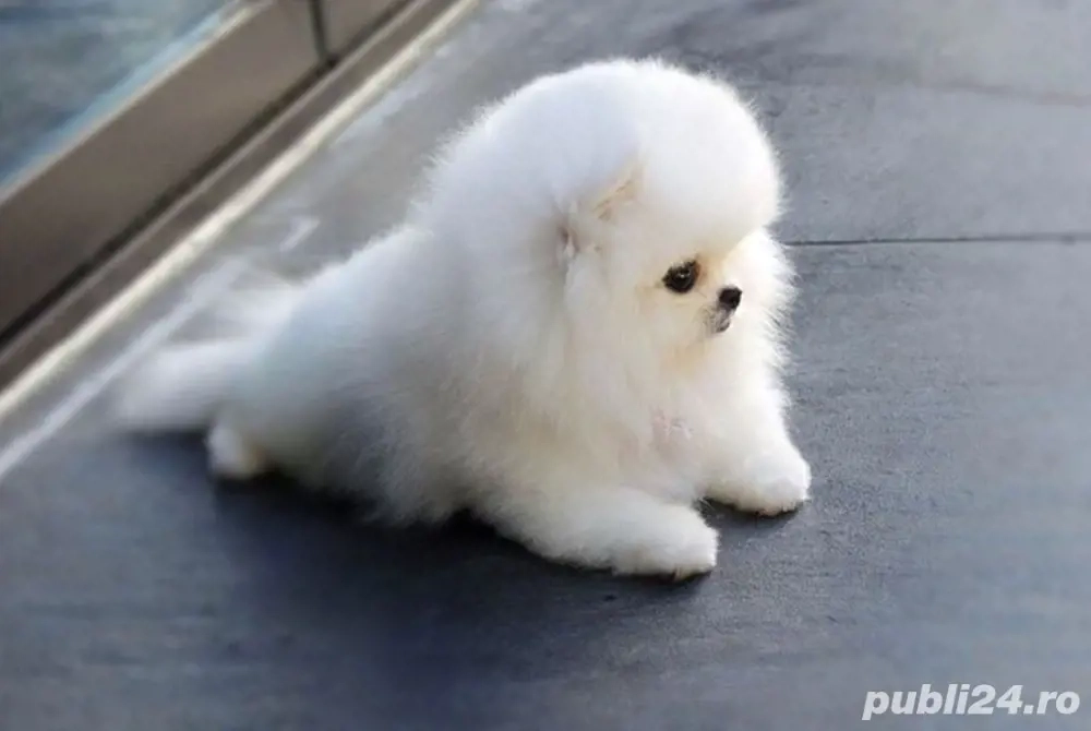 Pomeranian mini toy + transport 