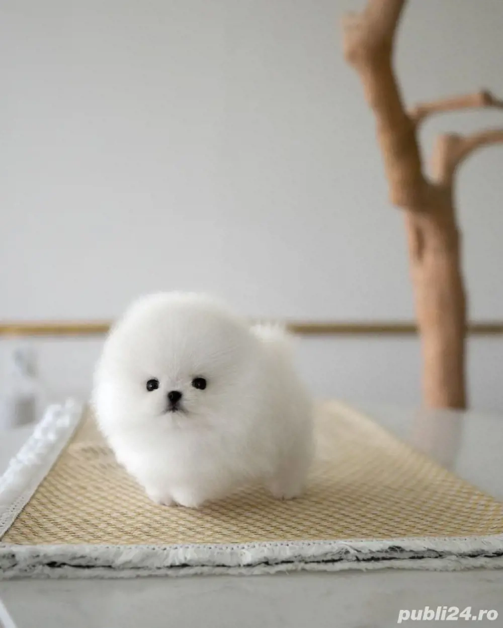 Pomeranian mini toy 