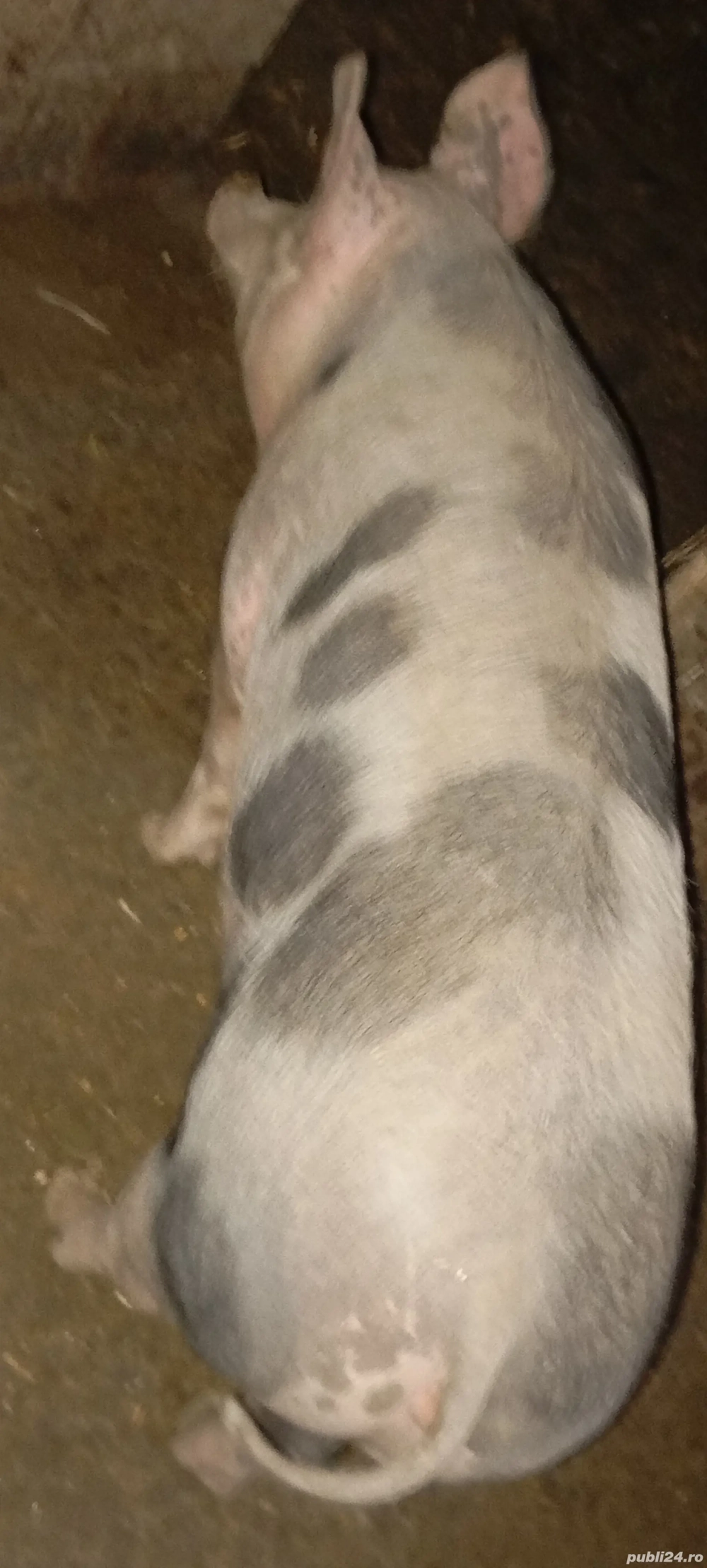 Ocazie, porci pietrean, ultimi doi disponibili 