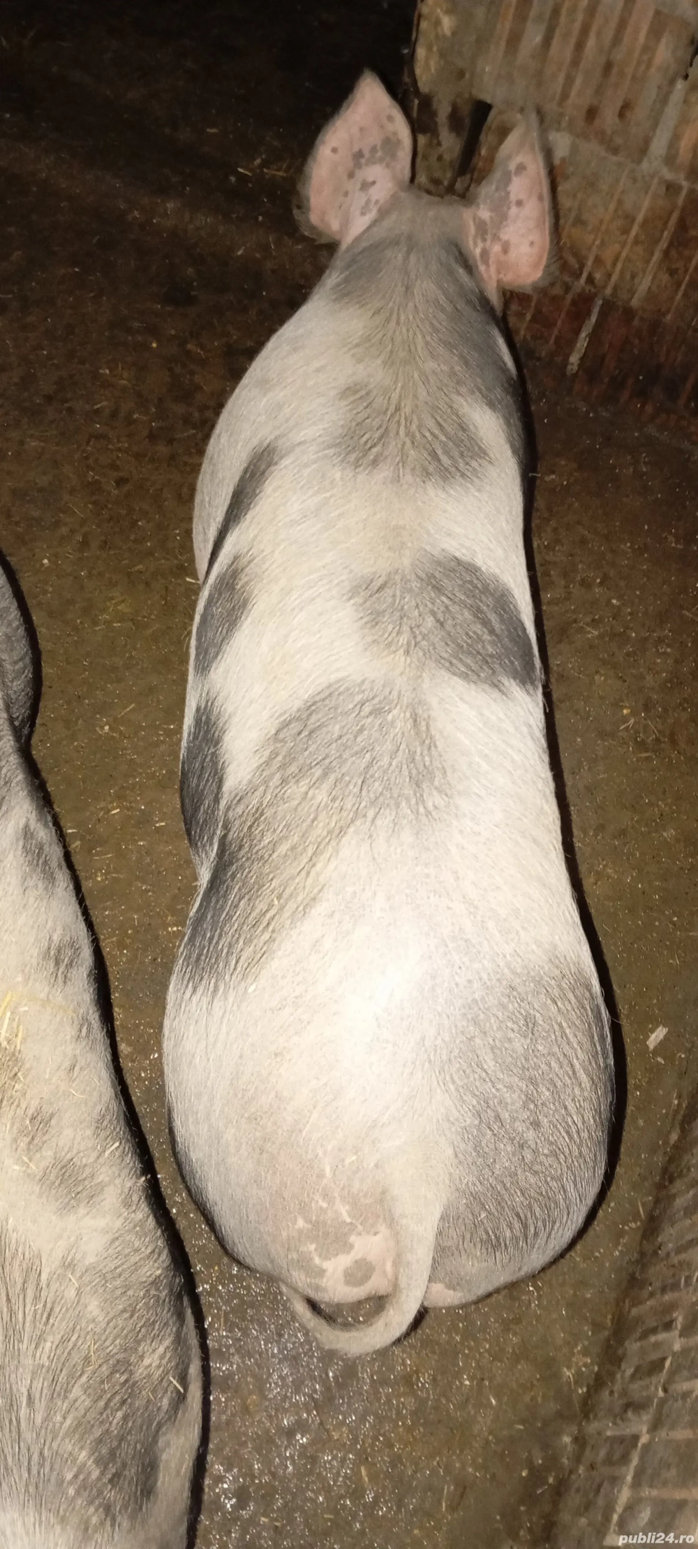 Ocazie, porci pietrean, ultimi doi disponibili 