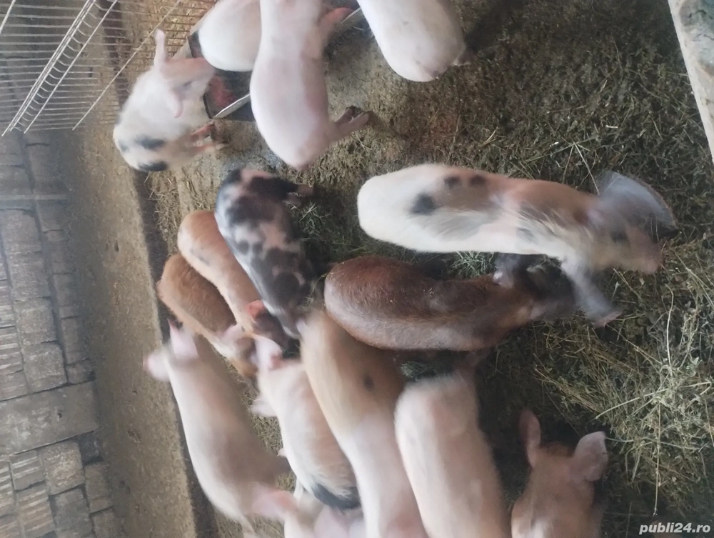 vând purcei 13 săptămâni 