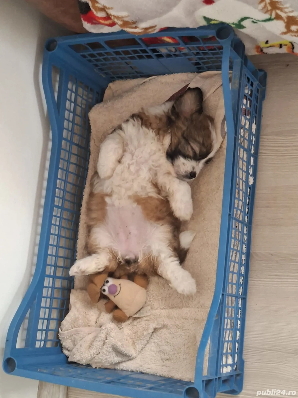 Vând pui de bichon shih-tzu 