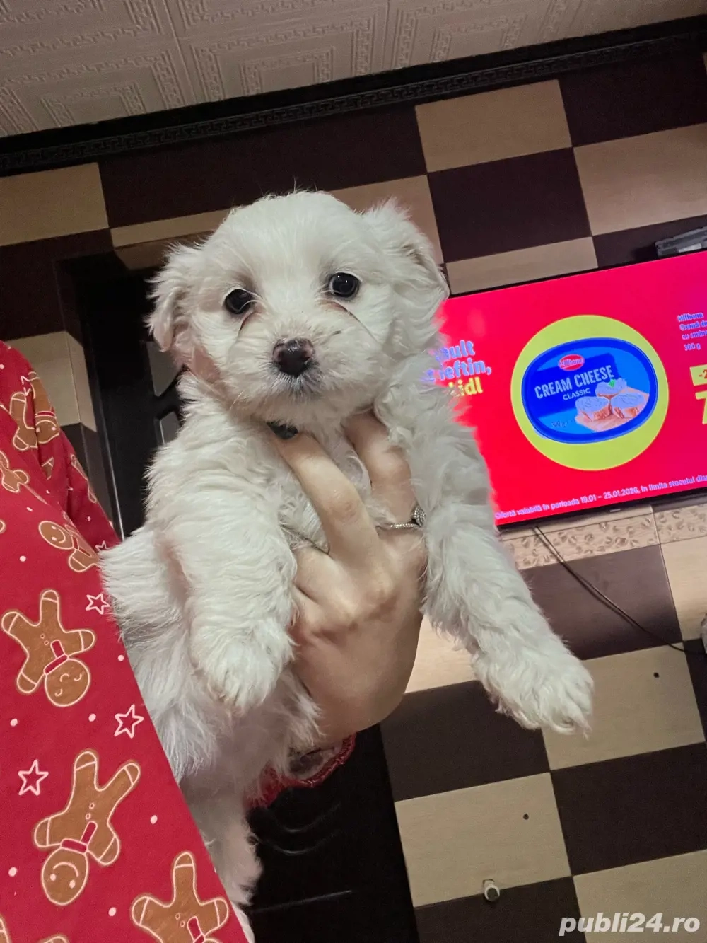 Bichon maltez, femela 