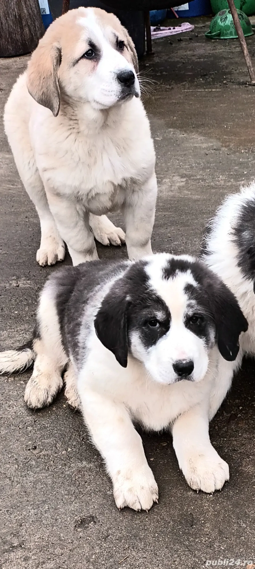 Căței de asia centrală 