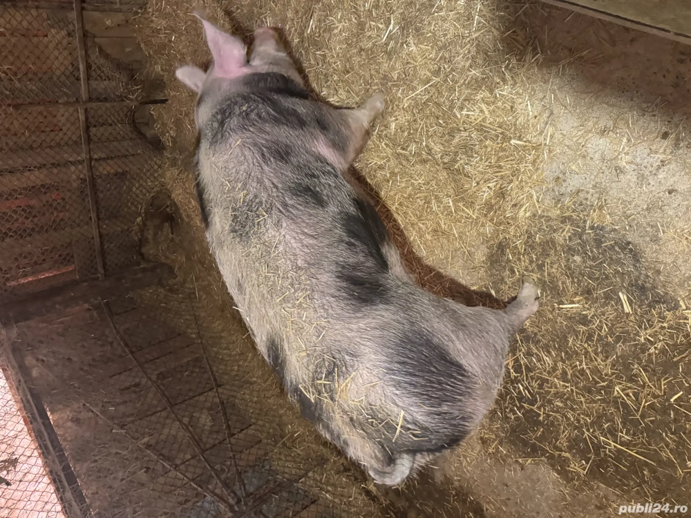 Porc pietrain de vânzare 