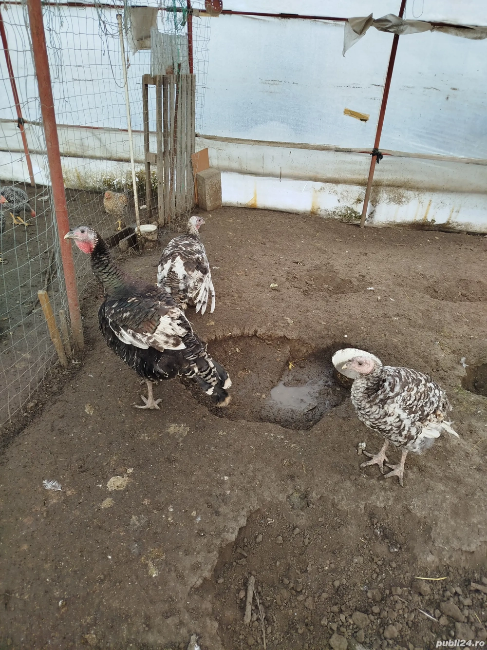 vind ce se vede in imaginea alaturata