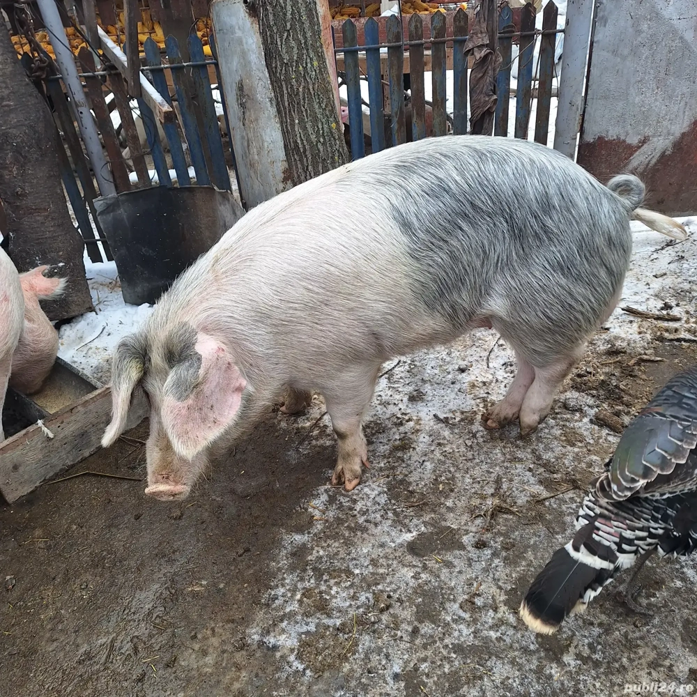 vier marele alb cu pietrean 