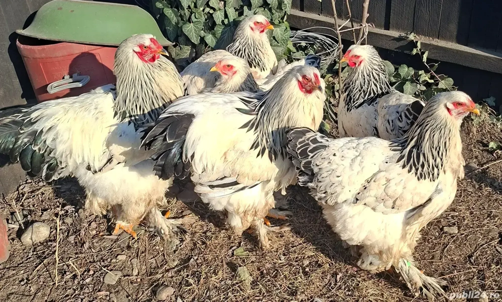 Gaini Brahma HD din Mai 2025