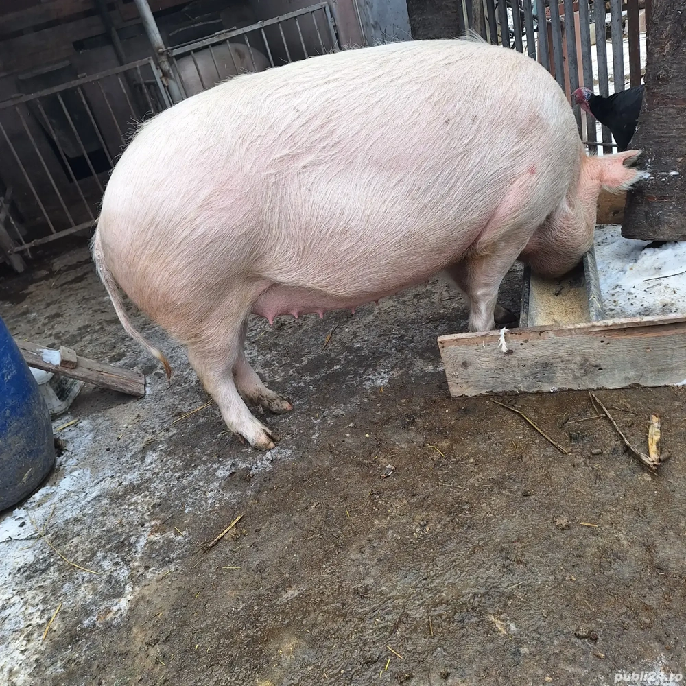 purcea marele alb cu pietrean 