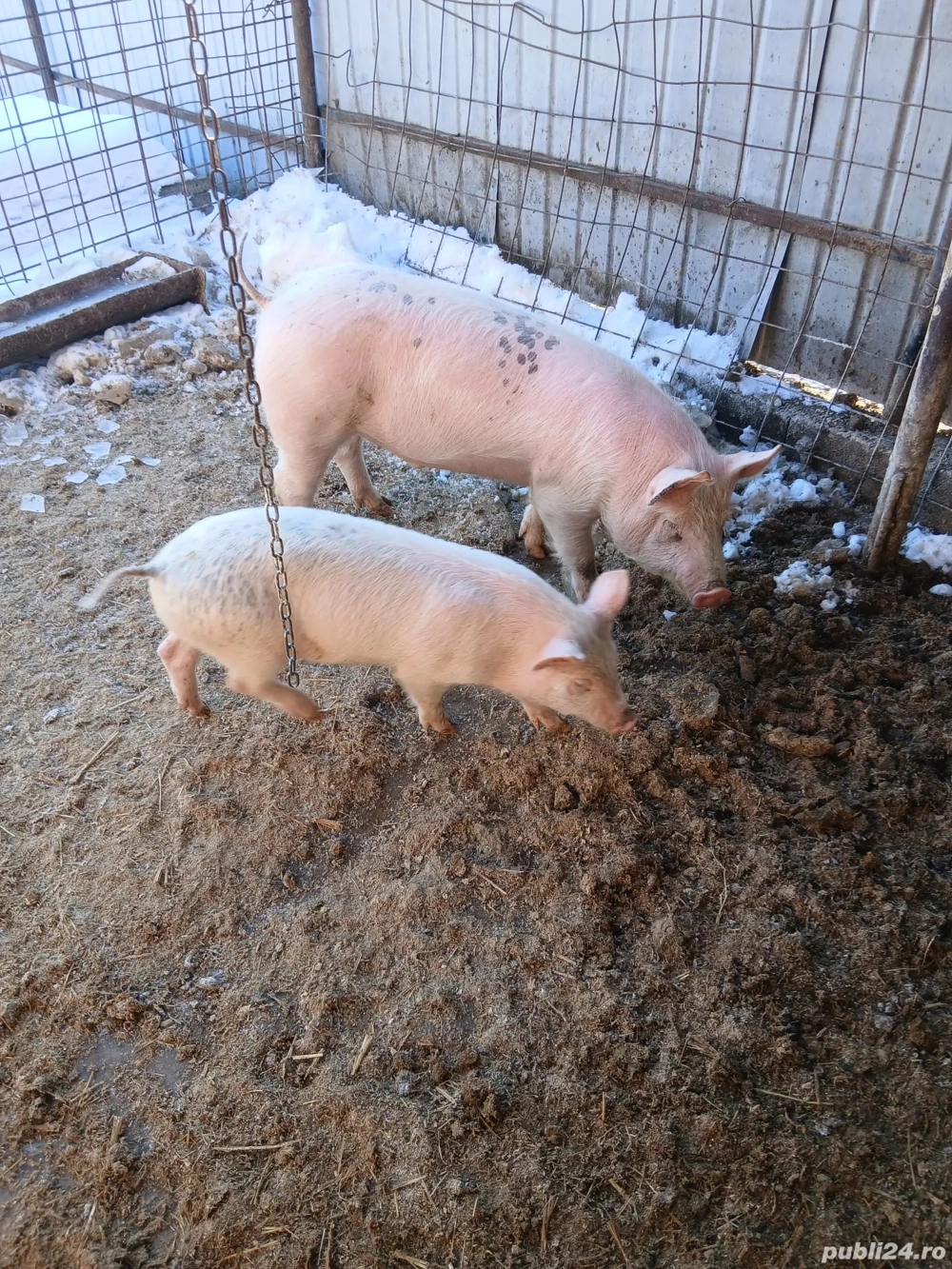 Vând șoldan și purcel