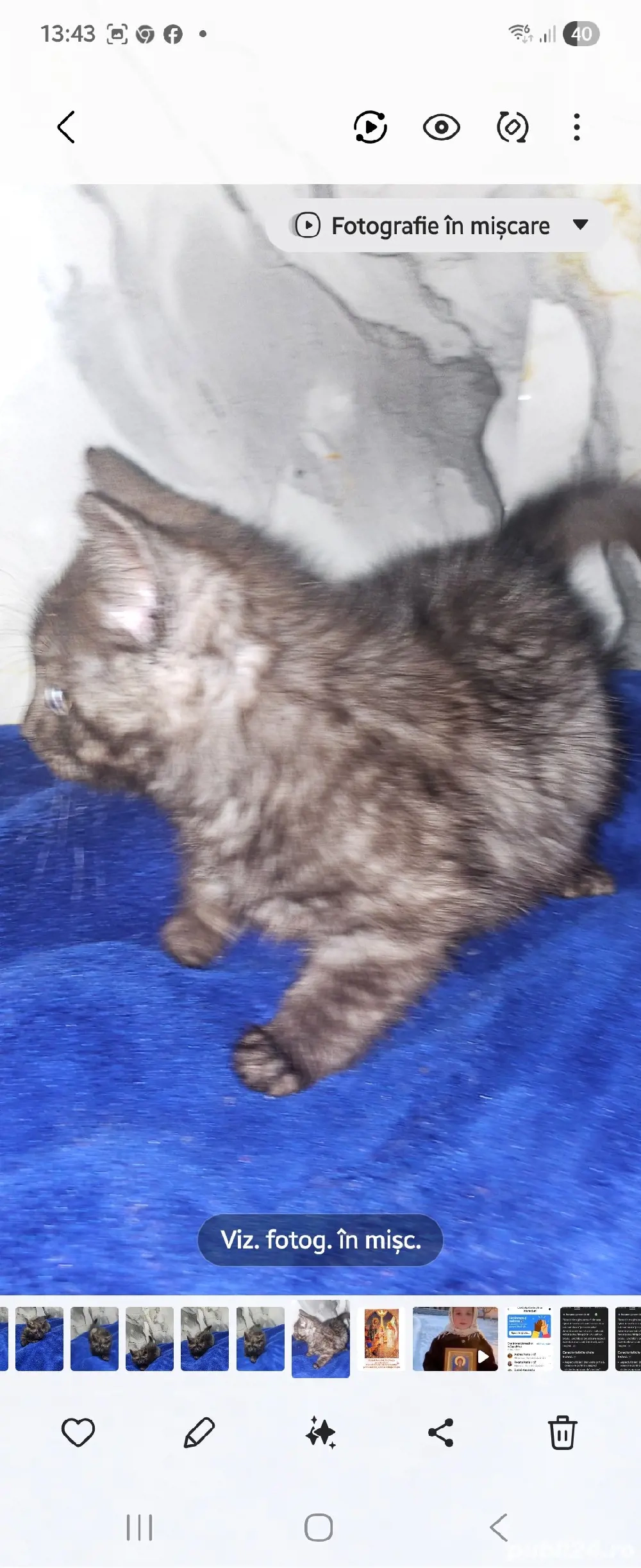 motnelul british-tigrat  