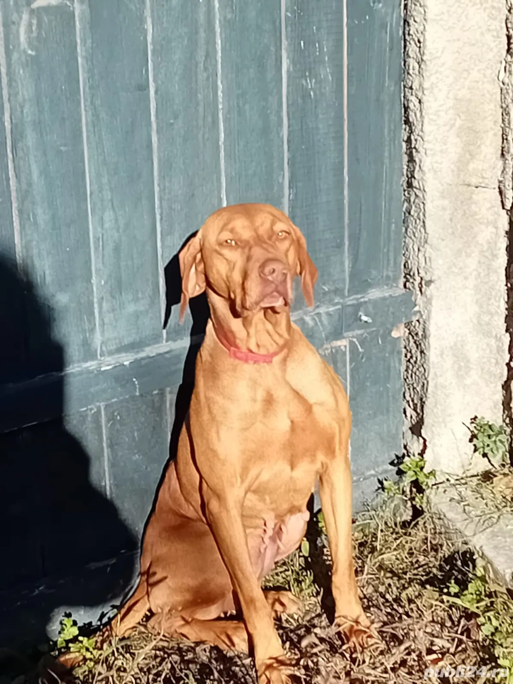 Ruby iși caută căsuță cu iubire