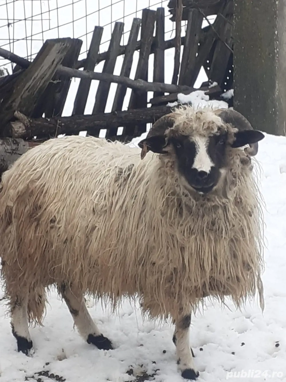 vand berbeci noatini vand berbec 