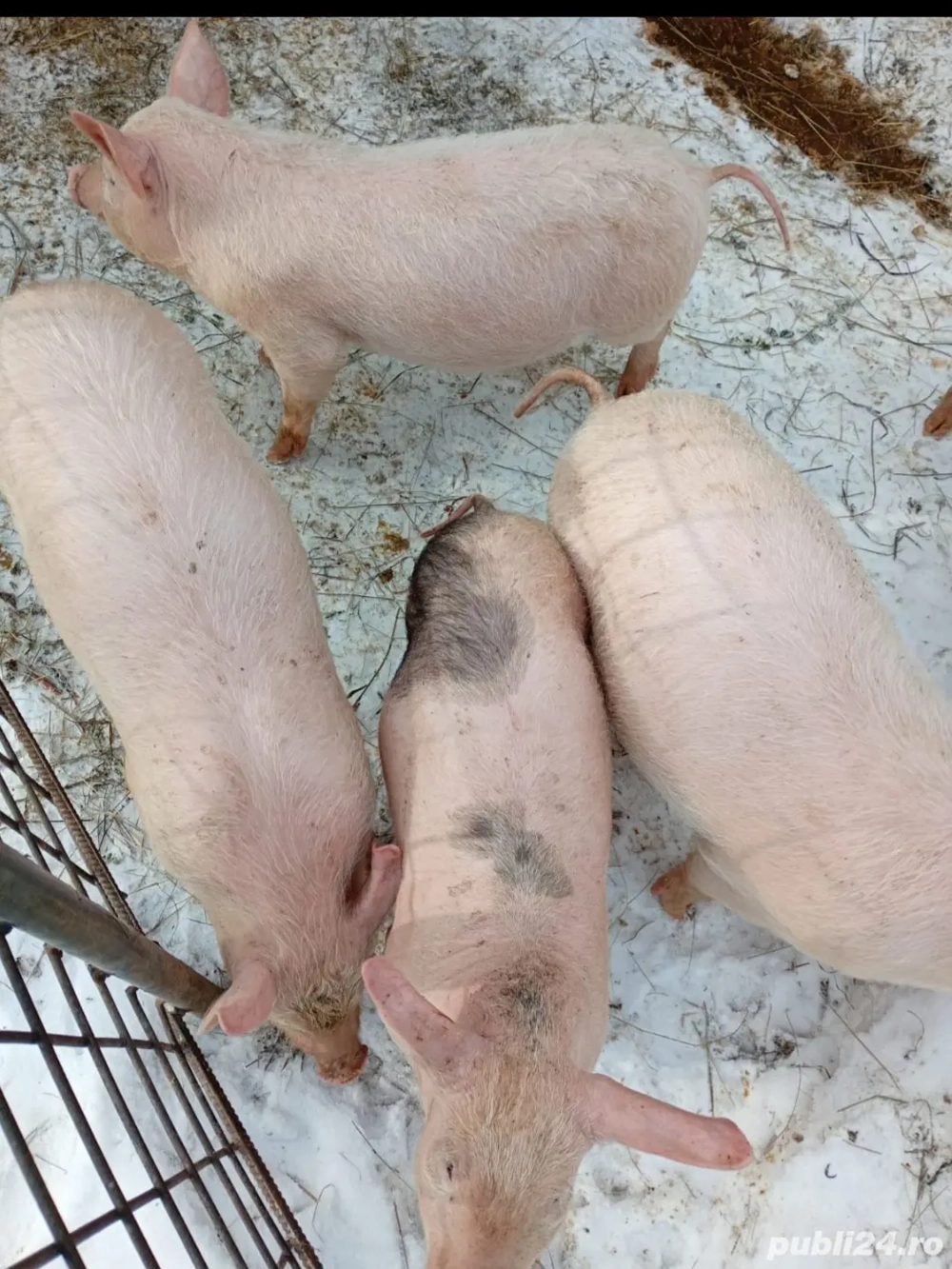 Purcei rasa marele alb