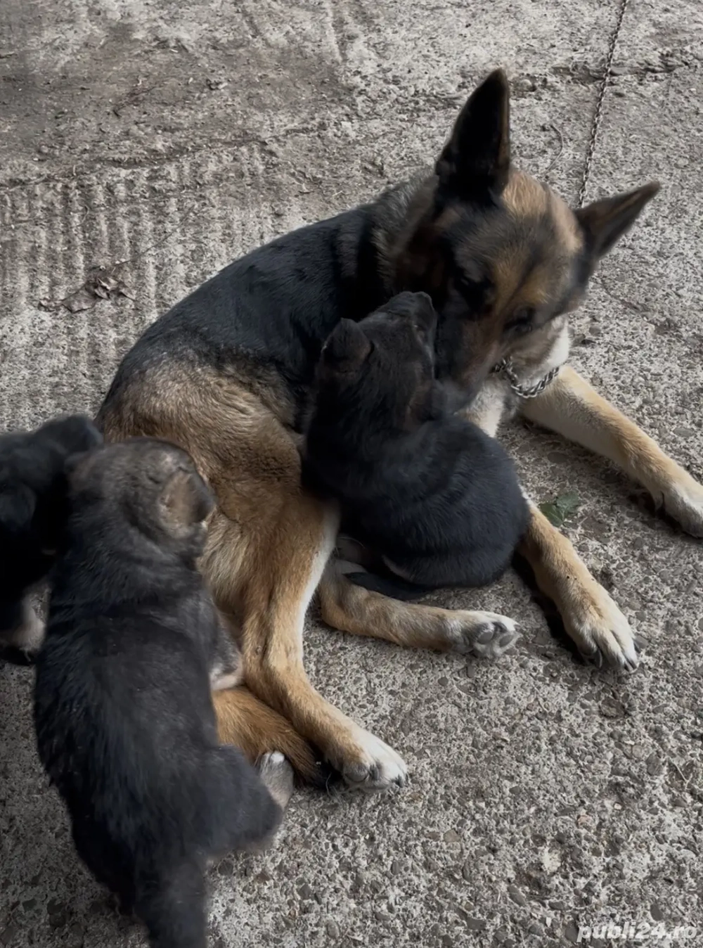 Pui ciobanesc german , 2 luni , Roman