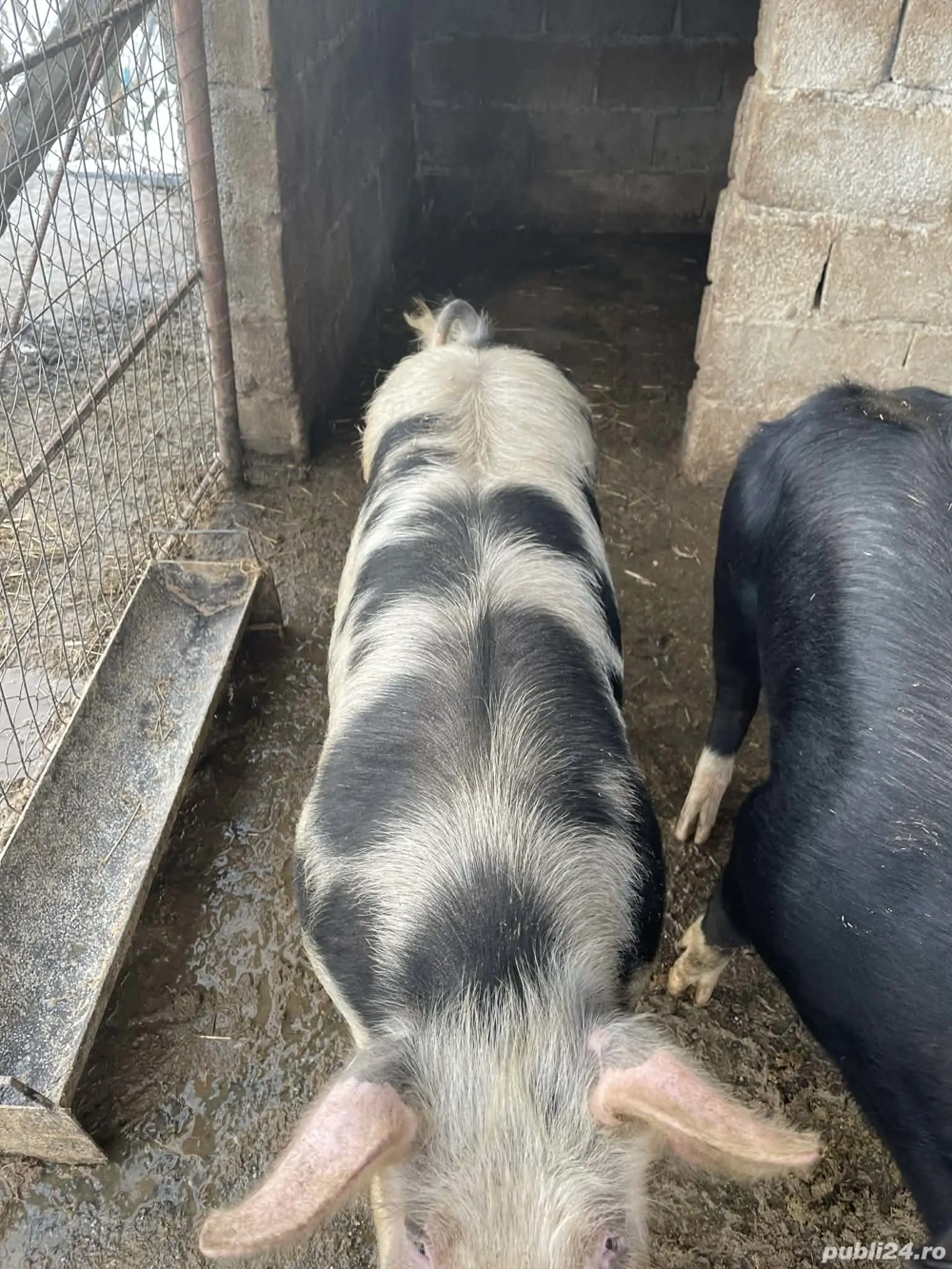 Porc de vânzare cel cu pete