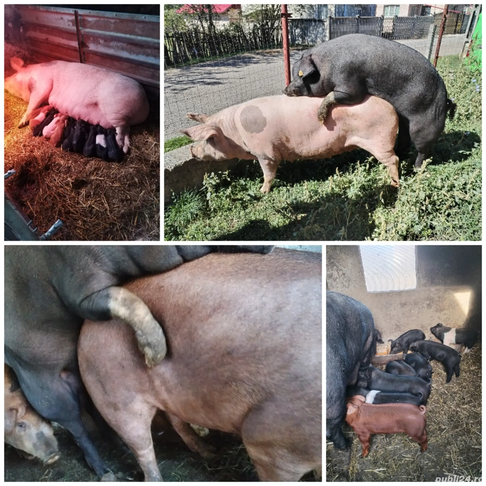 Vând vier un an și o luna