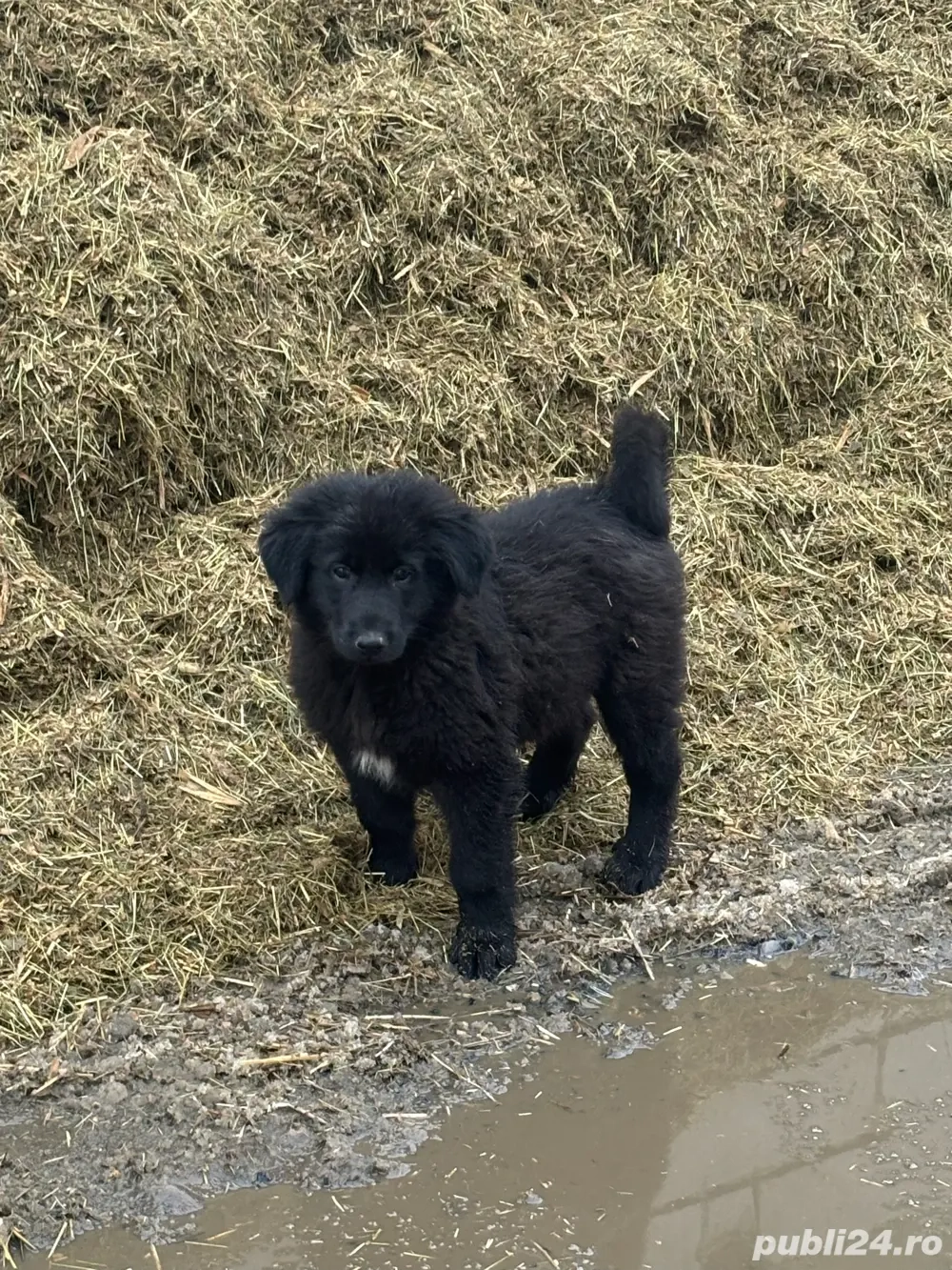 vand catel ciobanesc corb sau schimb 