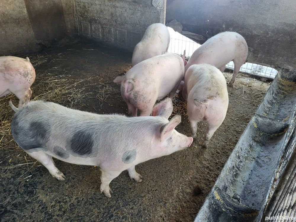 purcei 60 de kg, soldani