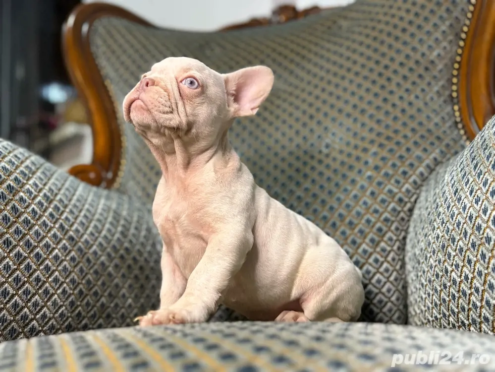 bulldog francez platinum 