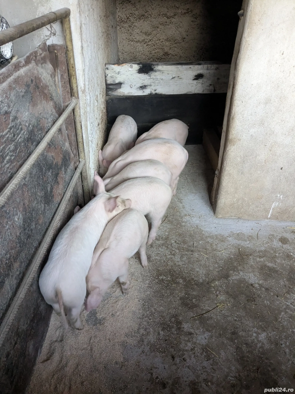 Purcei de 6 săptămâni