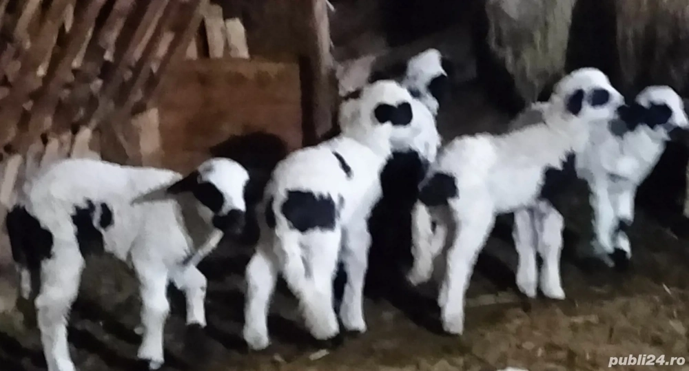 Vând oi cu miei