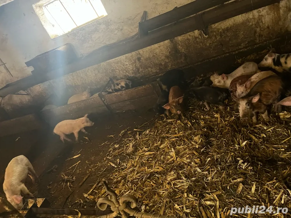 vand porcei si grasuni si scroafe gestante