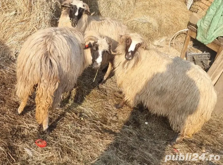 Vând  patru oi