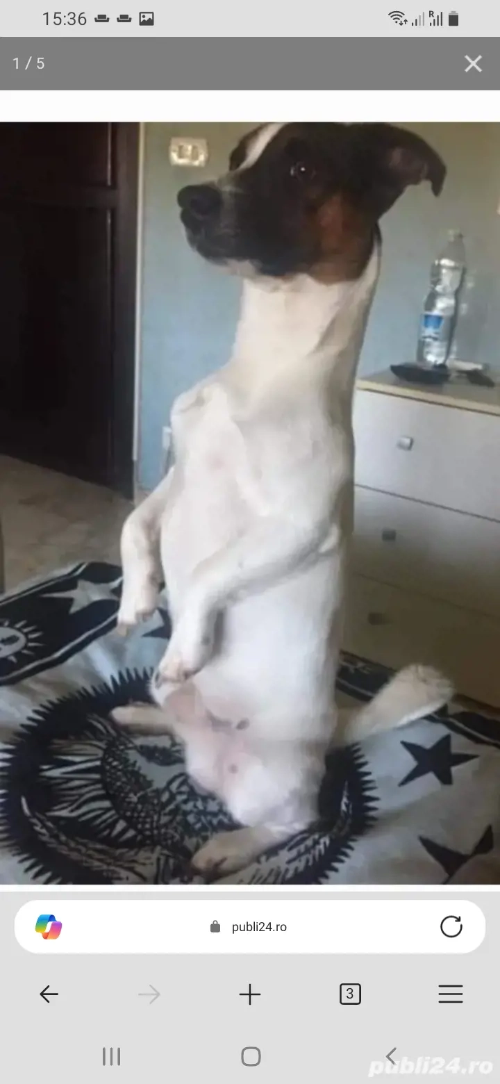 Superbi catelusi de vanzare jack russell Jack russel terrier in bucaresti 