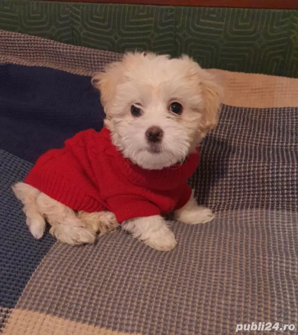 Vand bishon talie mica 7 saptamani