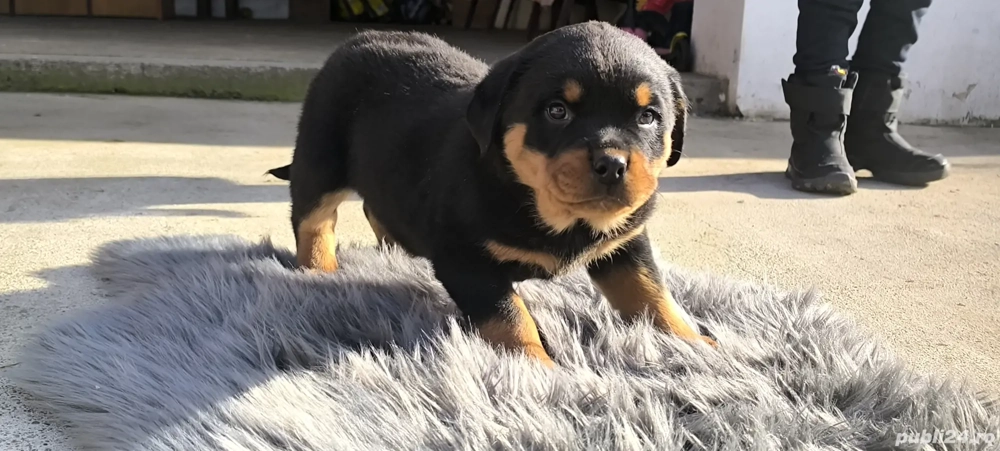 Pui Rottweiler 