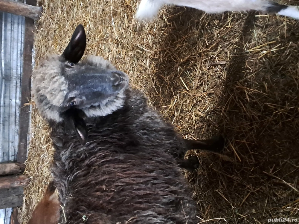 berbec de vanzare