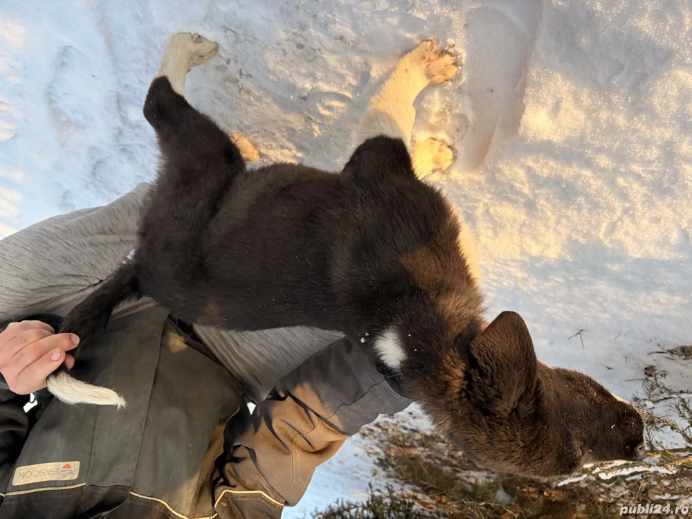 Catel de vanzare din tata Corb si mama Kangal