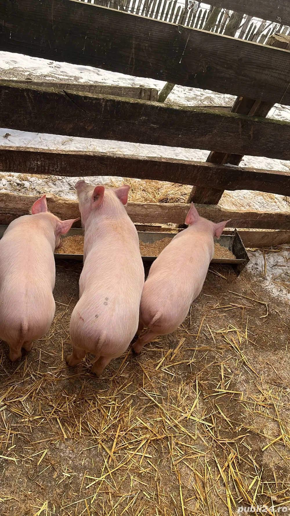 Vînd purcei 2 luni jumate