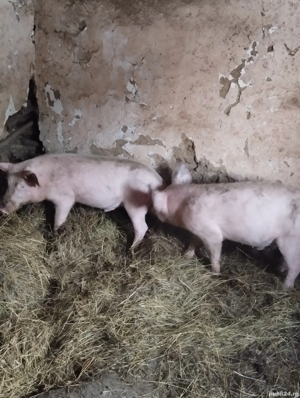 Vand porci landras 50 60kg