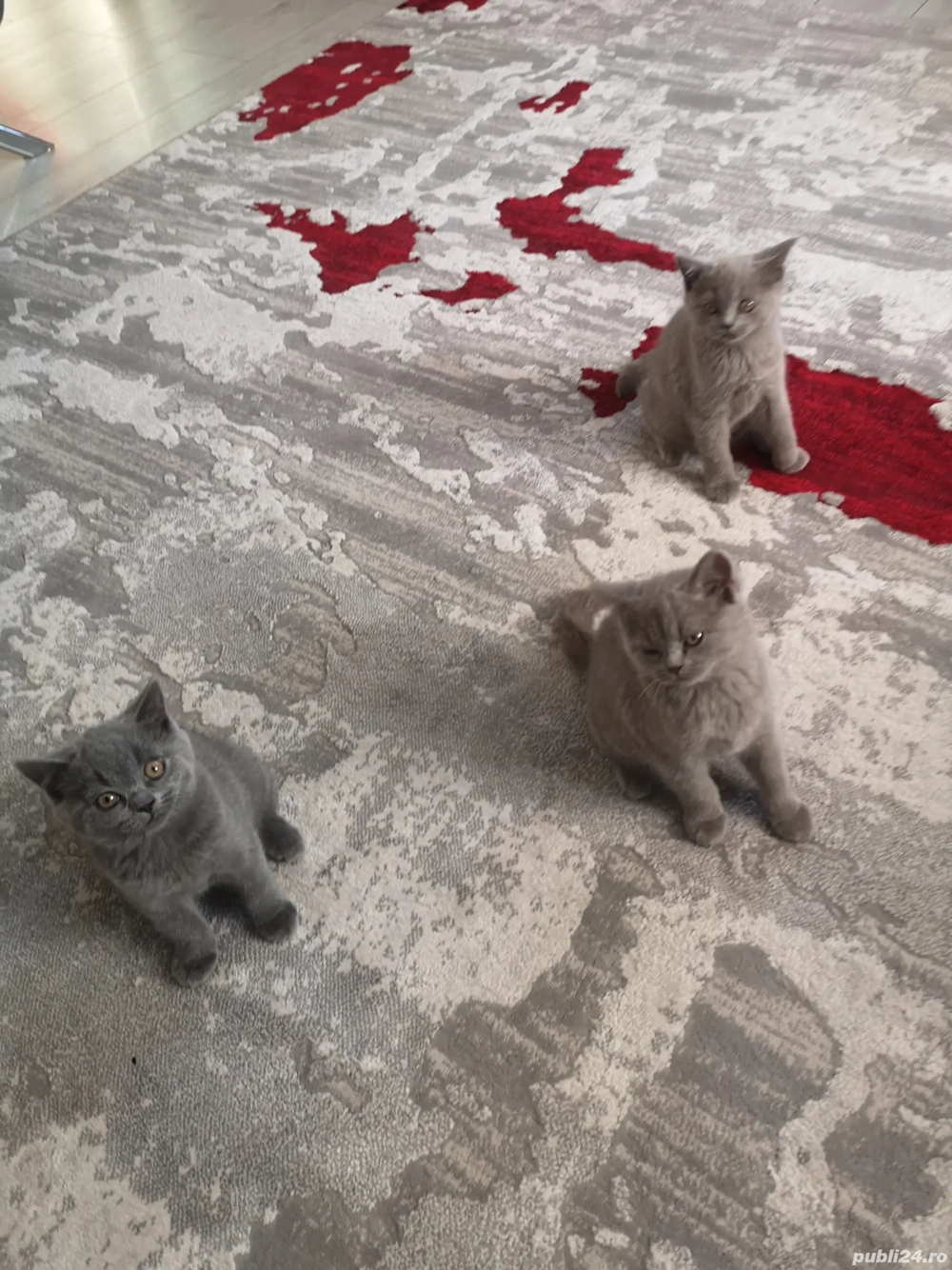 Puiuti British shorthair 