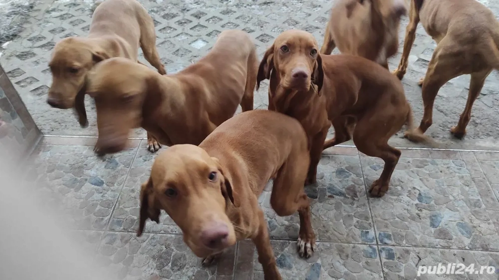 Donăm  5 pui de Vizsla Maghiară   6 luni și jumătate