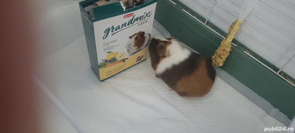 Donez porcușor de guineea