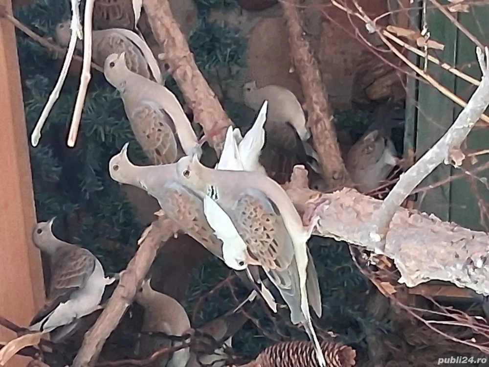 Turturele răzătoarea 