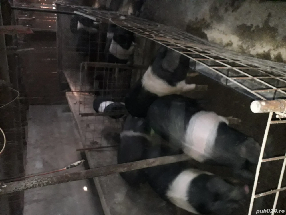 Porci diferite varste 40kg +