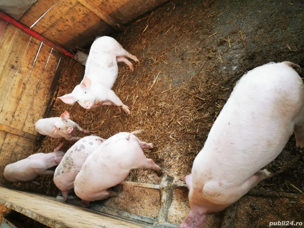 purcei disponibili 35 -40 kg