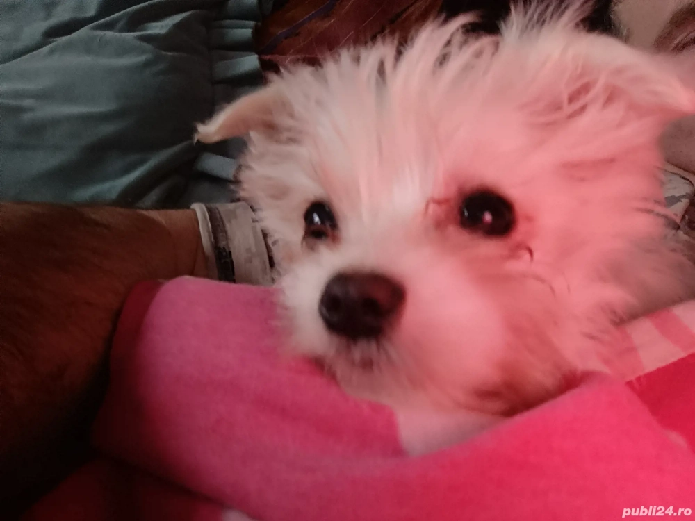 Cățeluși Bichon Maltez(Minitoy)