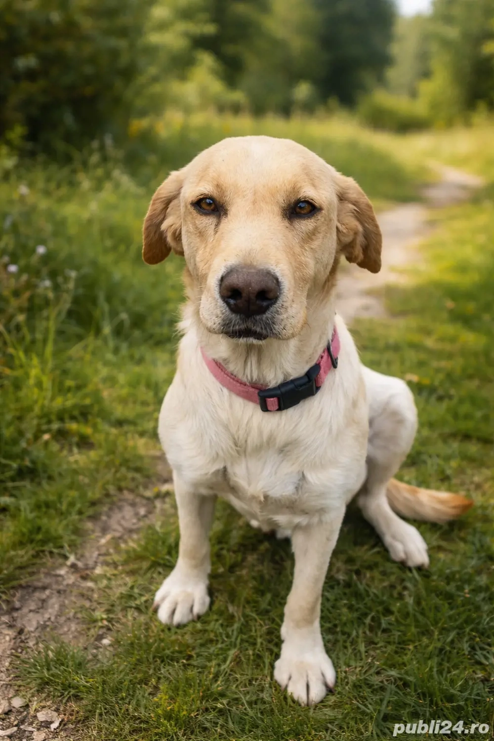 Donez  Laborator Femelă