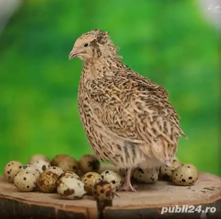 Vând oua prepeliță 