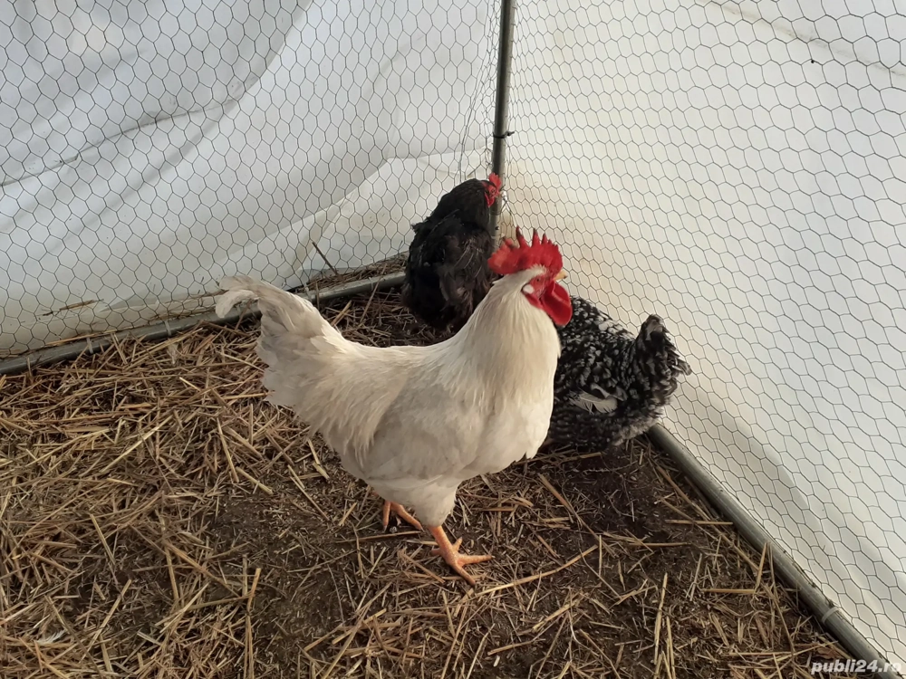 Vand cocos si gaini de tara