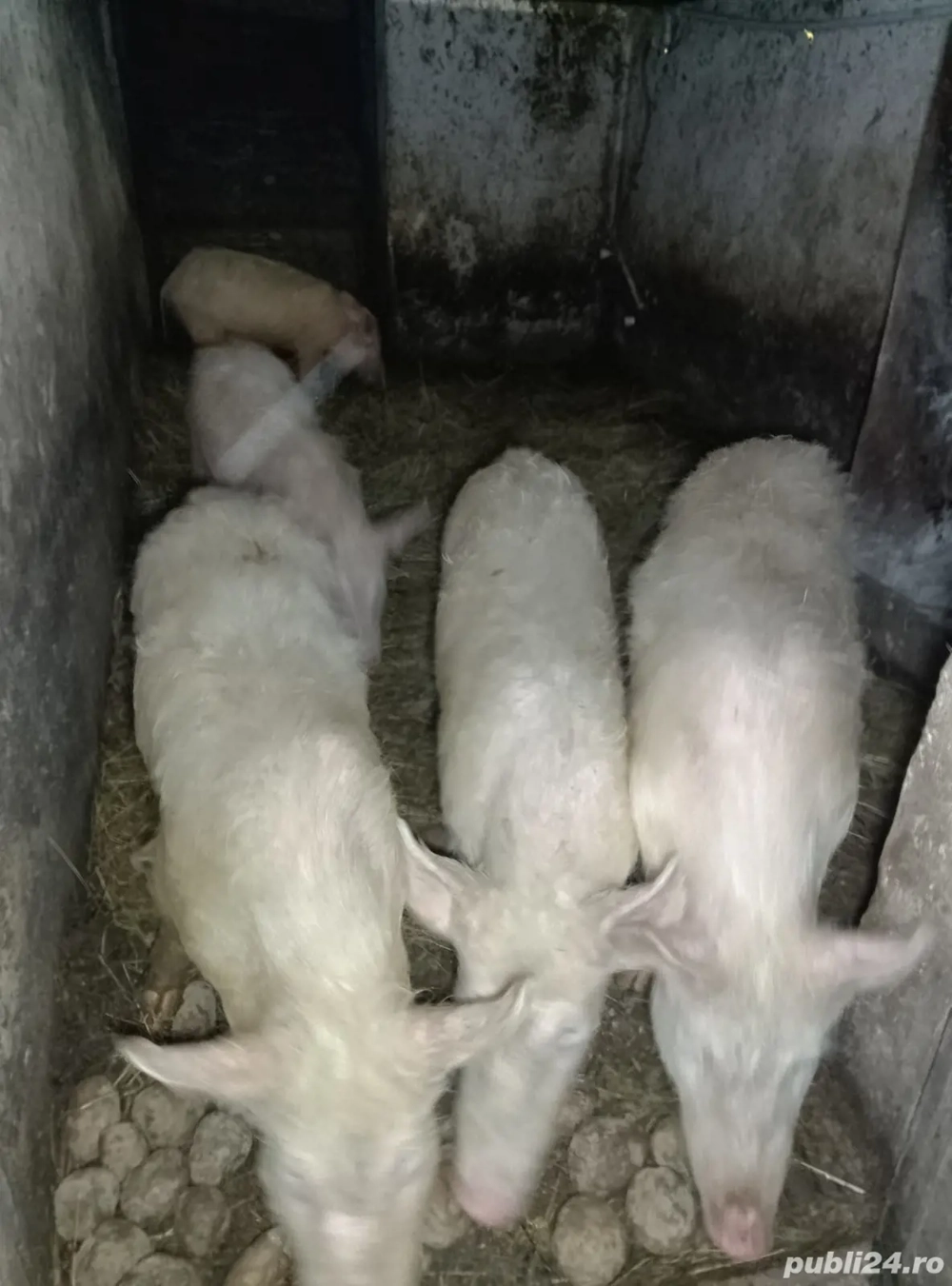 șoldani de 30-40 kg