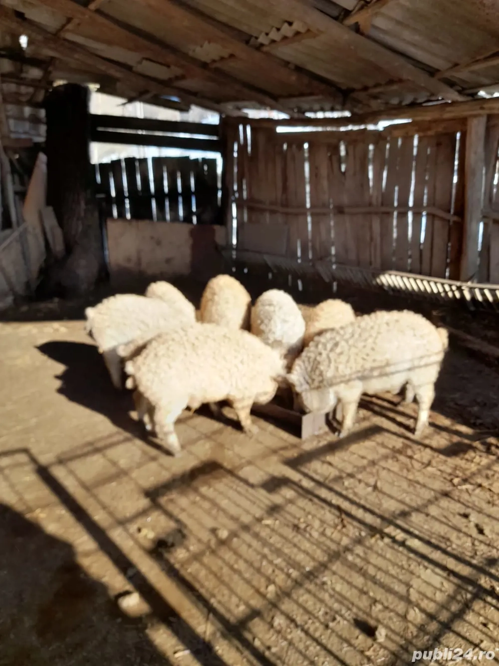 Purcei ,mâncacioși